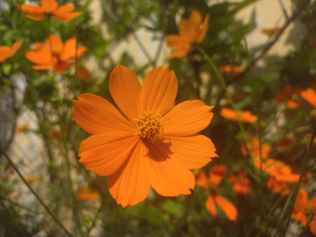 Yellow flower Cosmos caudatus plantの写真素材