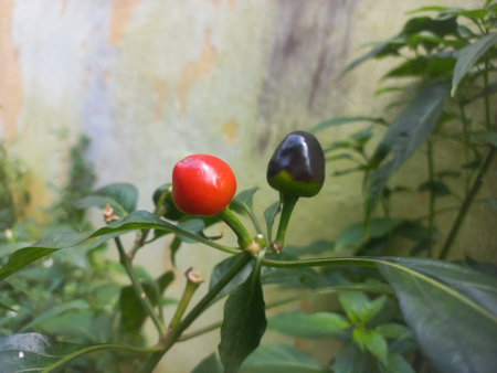 fresh Round Red and green chili on the plant in the garden of India,Two Round Red andgreen chilies in the plantの写真素材
