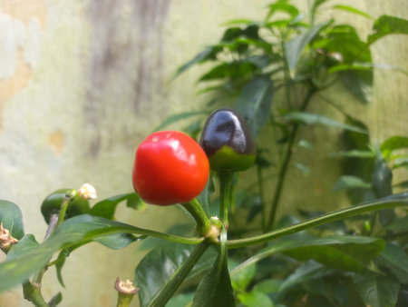 fresh Round Red and green chili on the plant in the garden of India,Two Round Red andgreen chilies in the plantの写真素材