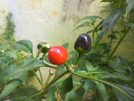 fresh Round Red and green chili on the plant in the garden of India,Two Round Red andgreen chilies in the plantの写真素材
