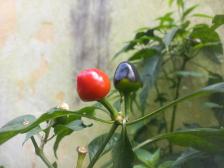 fresh Round Red and green chili on the plant in the garden of India,Two Round Red andgreen chilies in the plantの写真素材