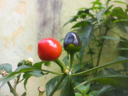 fresh Round Red and green chili on the plant in the garden of India,Two Round Red andgreen chilies in the plantの写真素材