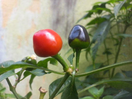 Round Red and green chili on the plant in the garden of India,Two Round Red andgreen chilies in the plantの写真素材