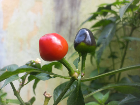fresh Round Red and green chili on the plant in the garden of India, Two Round Red andgreen chilies in the plantの写真素材