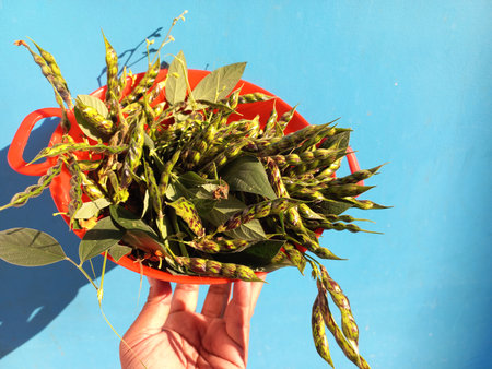 Green toor Dal fresh beans in a red bowl in the hand of a man,Hand holding a red bowl of green and...