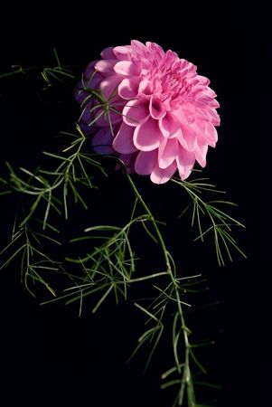 golden-daisy over black backgroundの写真素材