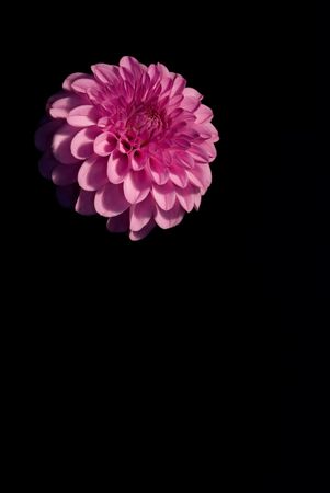 golden-daisy over black backgroundの写真素材