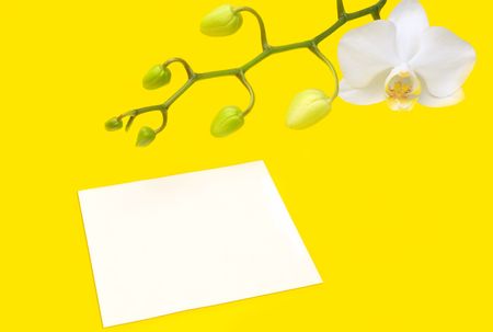 orchid flower and note paper for your textの写真素材