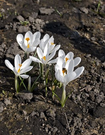 Beautiful early spring white crocuses and bee inside blossomの写真素材