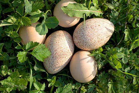 Turkey and chicken eggs in the grass. Shallow depth of fieldの写真素材