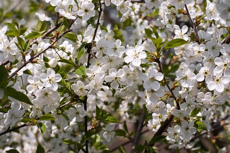  Spring Cherry Tree in Blossomの写真素材