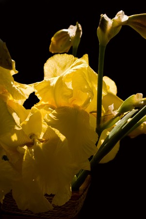 Yellow garden flowers over dark 