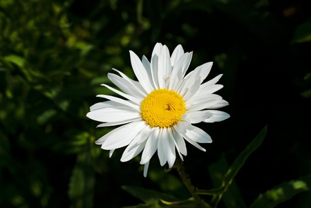 Single chamomile flower at medicine plant`s field over evening sunlightの写真素材