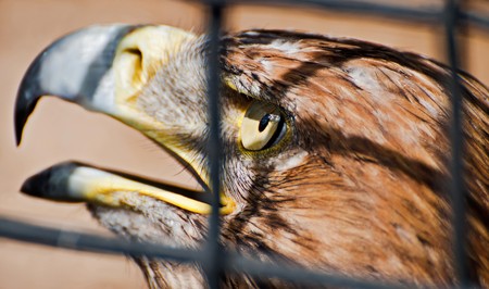 Close up eagle inside cage. Shallow depth of fieldの写真素材