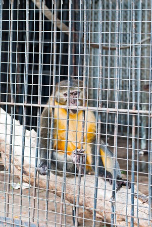 sad monkey prisoned in cage 