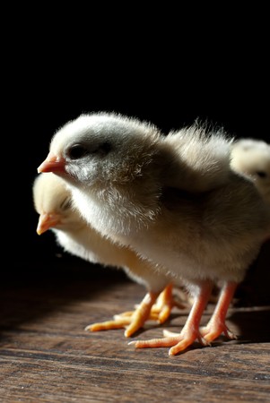2 days old  chicken on wooden table. Shallow depth of field