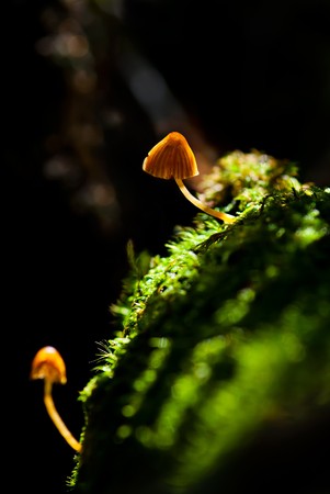 Macro of two small poisonous mushroom in forest over natural dark background. SDOFの写真素材