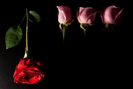 Concept: Individuality. Single red rose and three pink roses on black. Contrast lighting used, focus on red roseの写真素材