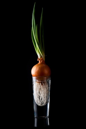 Onion with fresh sprouts growing in glass pot over black backgroundの写真素材