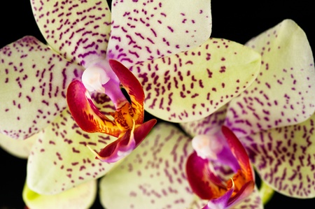 Macro of blooming orchid plant isolated on black background. SDOFの写真素材