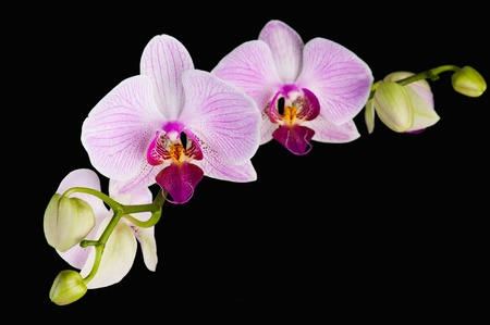 Blooming pink orchid plant isolated on black backgroundの写真素材