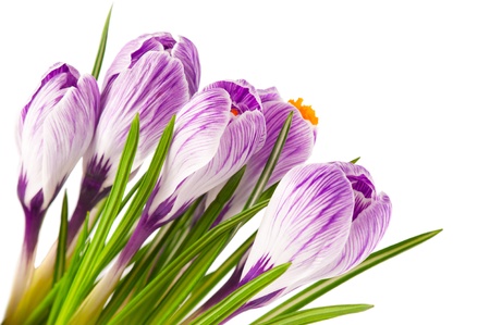 Macro of blooming spring crocuses isolated on white backgroundの写真素材