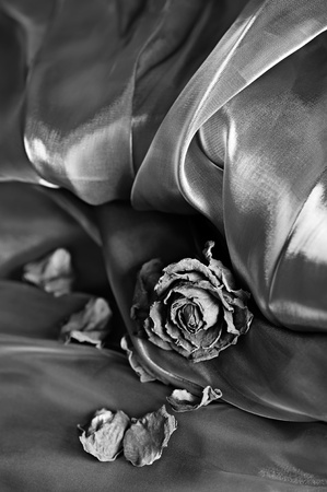 Vintage background: Dry rose on satin. Black and white image, shallow depth of fieldの写真素材