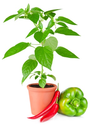 Pepper plant with white flowers growing in ceramic pot, sweet paprika and chili fruits on white backgroundの写真素材