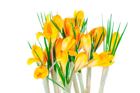 Yellow spring crocuses isolated on white backgroundの写真素材