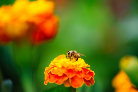 Macro shot of bee collecting pollen from calendula flower in natureの写真素材
