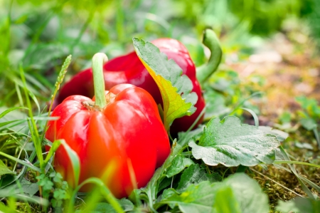 Fresh organic paprika on green garden grassの写真素材