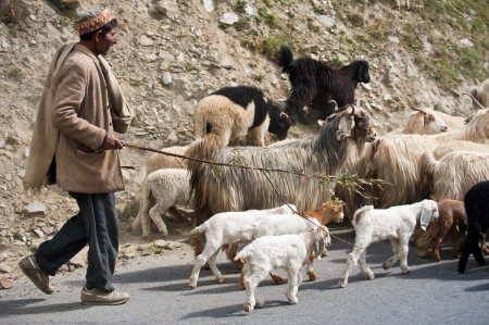 INDIA,  LAHOUL VALLEY - SEPTEMBER 5. Himalayan shepherd from Lahoul Valley leads his goat and sheep...