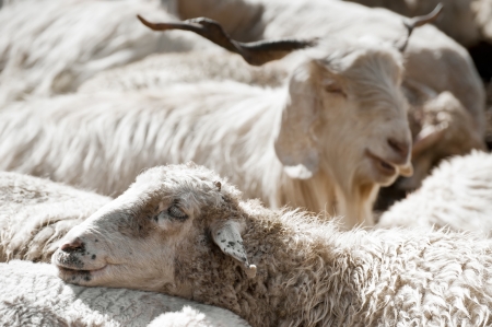 Sheep and white kashmir (pashmina) goat from Indian highland field in Ladakhの写真素材