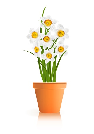 Spring Gardening. White narcissus flowers in pot on white background. Vector eps10 illustration のイラスト素材