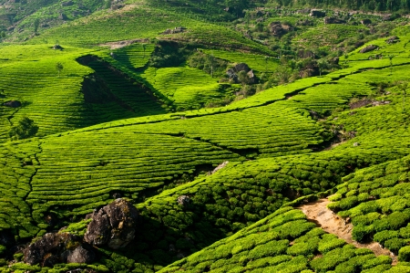 Tea plantation landscape  Munnar, Kerala, India  Nature background