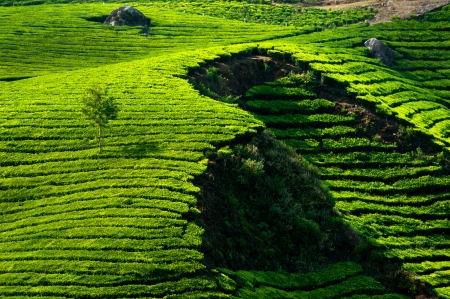 Tea plantation landscape  Munnar, Kerala, India  Nature background