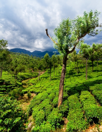 Tea plantation landscape under blue cloudy sky. Munnar, Kerala, Indiaの写真素材