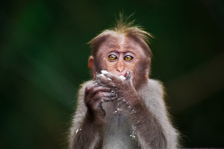 Small monkey eating food in bamboo forest  South Indiaの写真素材