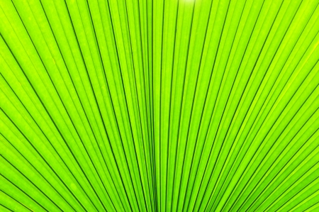 Green texture of palm tree leaf. Nature background