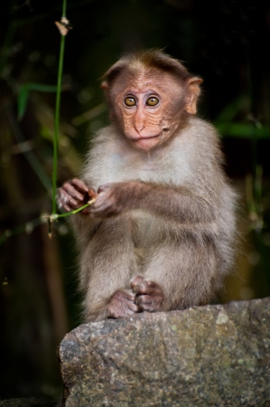 Small monkey looking around in bamboo forest. South Indiaの写真素材