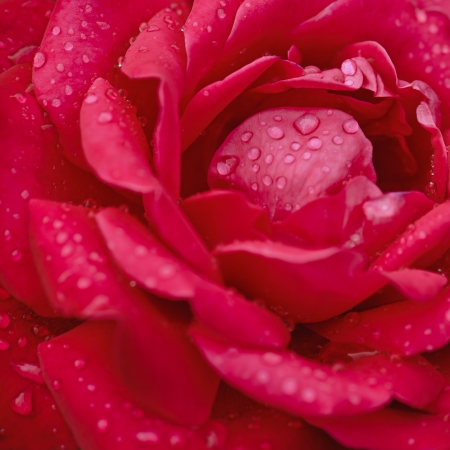 Macro shot of beautiful red rose flower with water drops. Floral backgroundの写真素材