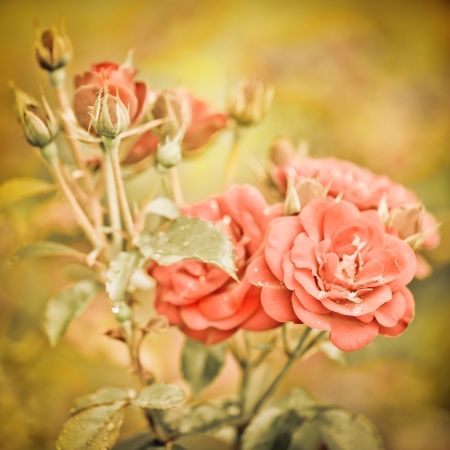 Abstract romantic pink roses flowers with water drops. Floral background with soft selective focus. Vintage style processing image with coloration.の写真素材