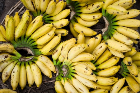 Tropical fruits natural background. Fresh bananas at market placeの写真素材