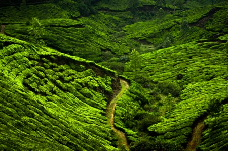 Tea plantation landscape  Munnar, Kerala, India  Nature backgroundの写真素材