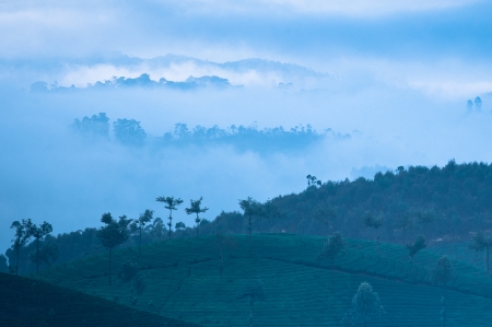 Early morning sunrise with fog at tea plantation. Munnar, Kerala, India. Nature backgroundの写真素材