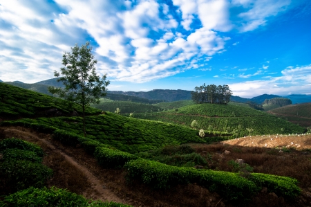 Morning at tea plantation landscape under blue cloudy sky. Munnar, Kerala, India
