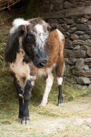 Farm animal. Little calf eating hay in a stable. Indiaの写真素材