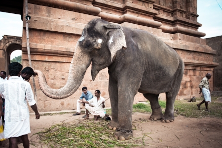 THANJAVUR, INDIA - FEBRUARY 13  Elephant with painted religious symbols blessings pilgrims at Hindu Brihadeeswarar Temple on February 13, 2012  India, Tamil Nadu, Thanjavur  Trichy のeditorial素材