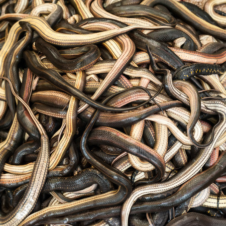 Close up snakes for sale at asian food marketの写真素材