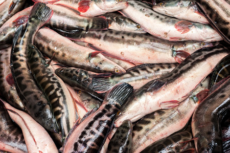 Raw fresh fish for sale at asian food marketの写真素材